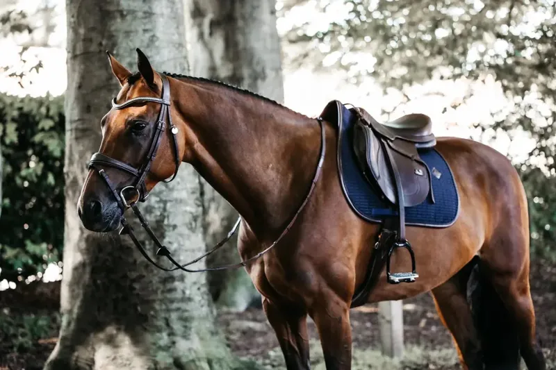 Kentucky Horsewear Saddle Pad Color Edition Leather Jumping Navy-2