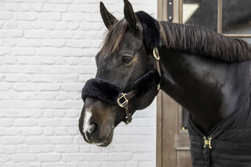 Kentucky Horsewear 4 Piece Sheepskin Halter Accessories Black-1