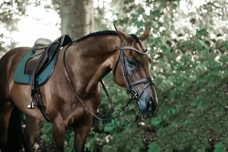 Kentucky Horsewear Saddle Pad Color Edition Leather Jumping Olive Green-2