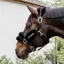 Kentucky Horsewear Nylon Sheepskin Halter Soft Black