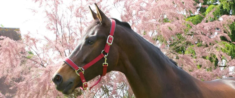 Woof Wear Contour Headcollar Royal Red-1