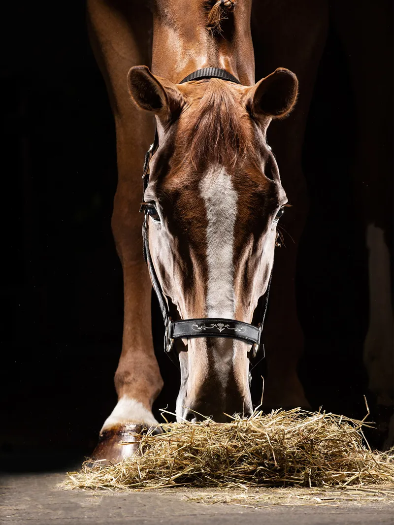 Equiline Timmy Headcollar Black-2