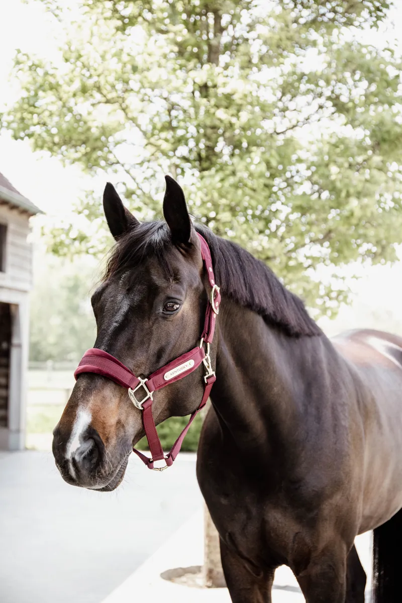 Kentucky Horsewear Velvet Halter Bordeaux-2