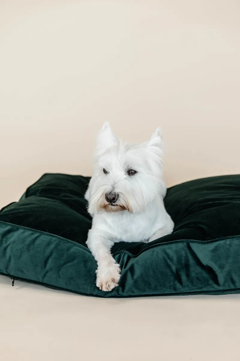 Kentucky Dogwear Dog Bed Pillow Velvet Pine Green