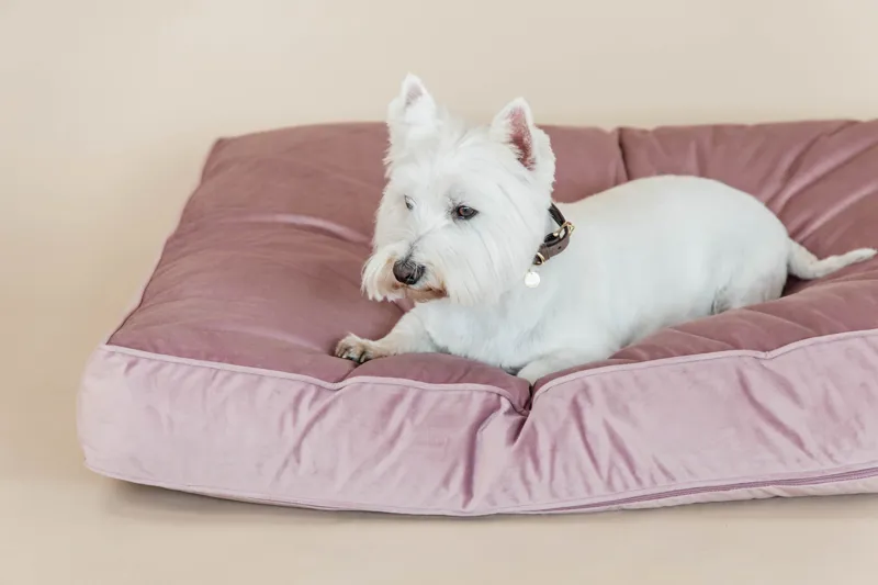 Kentucky Dogwear Dog Bed Pillow Velvet Old Rose