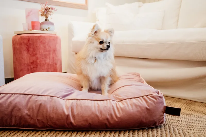 Kentucky Dogwear Dog Bed Pillow Velvet Old Rose-4