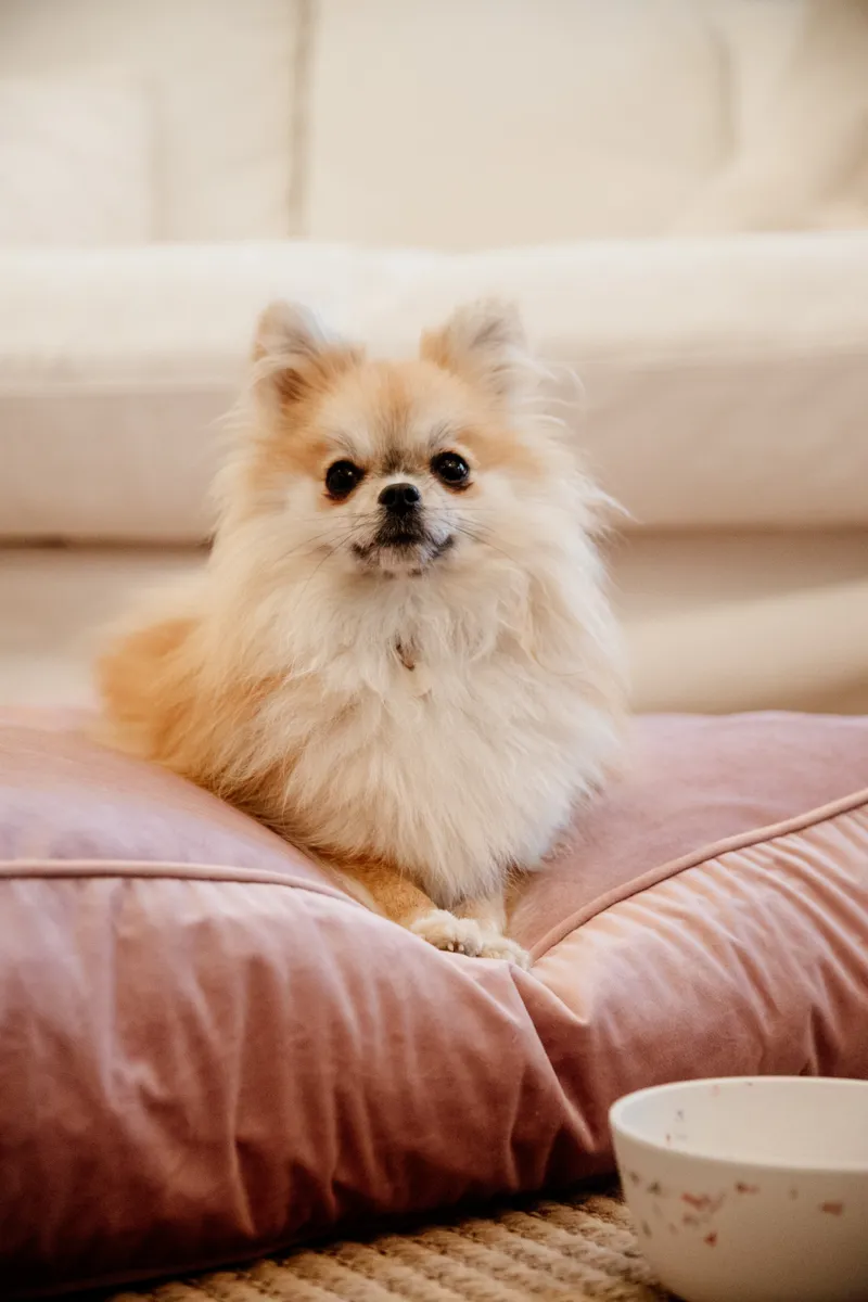 Kentucky Dogwear Dog Bed Pillow Velvet Old Rose-5