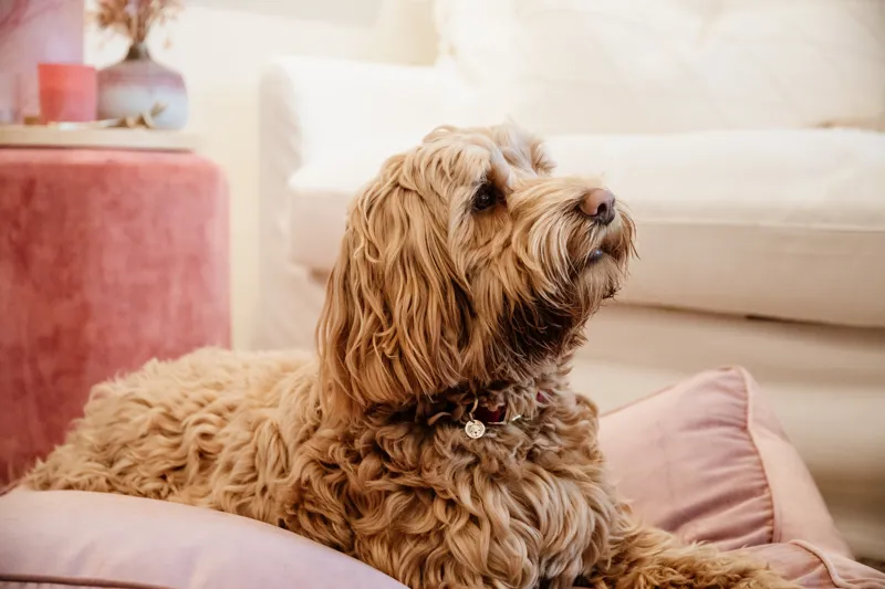 Kentucky Dogwear Dog Bed Pillow Velvet Old Rose-6