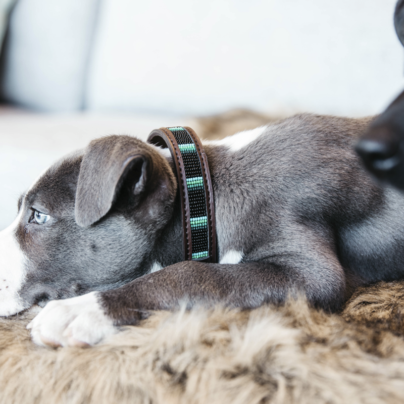 Kentucky Horsewear Dog Collar Handmade Pearl Black-2