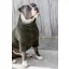 Kentucky Dogwear Sweater Teddy Fleece Pine Green