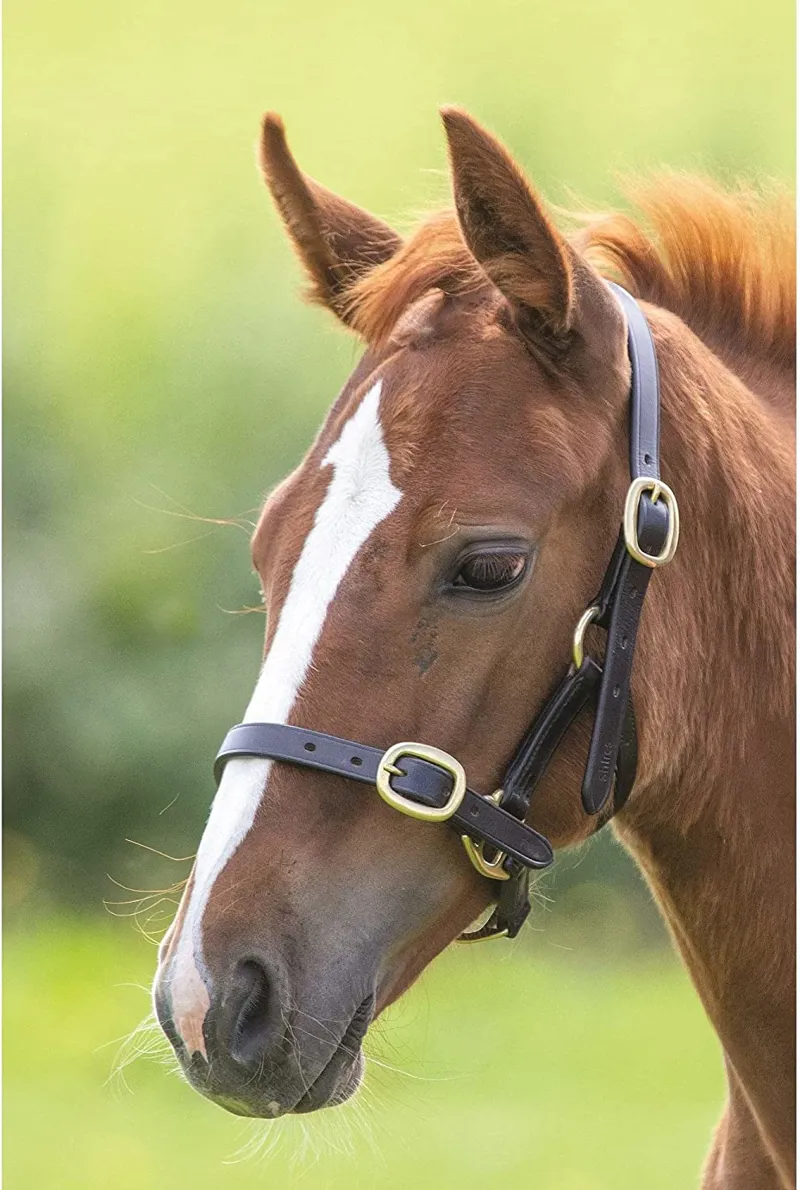 Shires Blenheim Leather Headcollar - Havana Baby 3