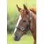 Shires Blenheim Leather Headcollar - Havana Baby 2