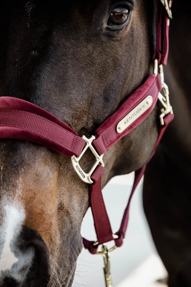 Kentucky Horsewear Velvet Halter Bordeaux-1