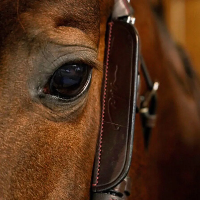 Dy'on Leather Horse Blinkers Brown Full