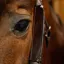 Dy'on Leather Horse Blinkers Brown Full