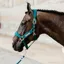 Kentucky Horsewear Velvet Halter Emerald