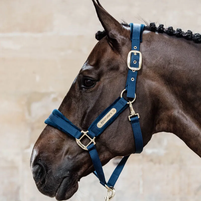 Kentucky Horsewear Velvet Halter Navy