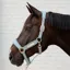 Kentucky Horsewear Velvet Halter Light Blue