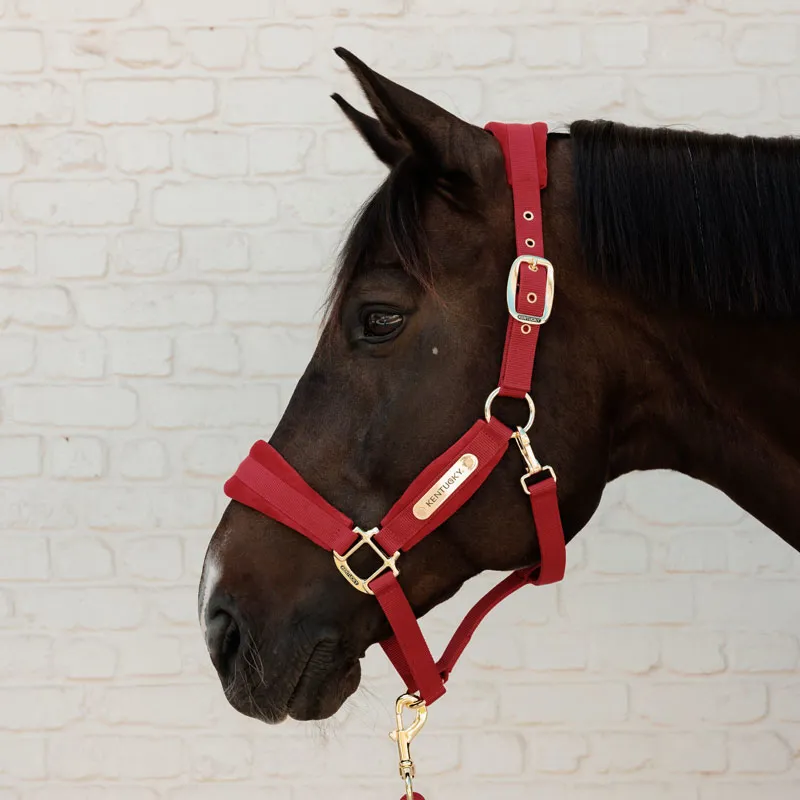 Kentucky Horsewear Velvet Headcollar Red