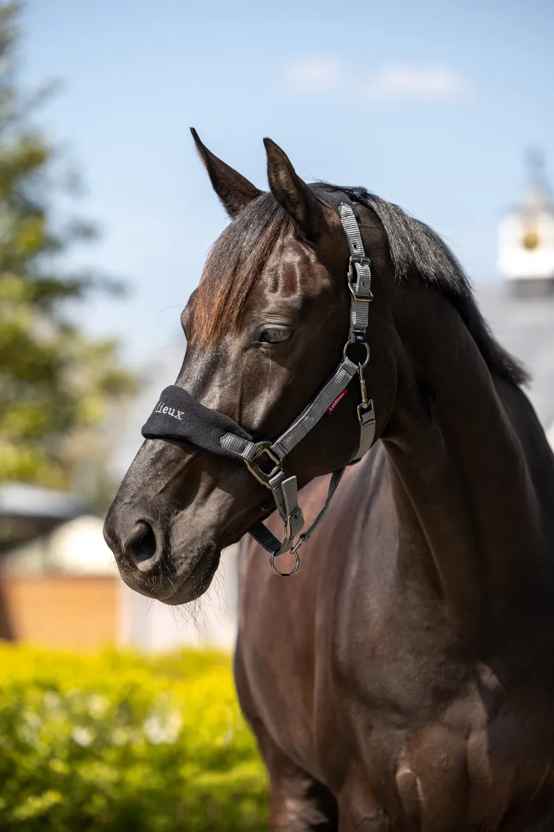 LeMieux Vogue Headcollar and Leadrope Black