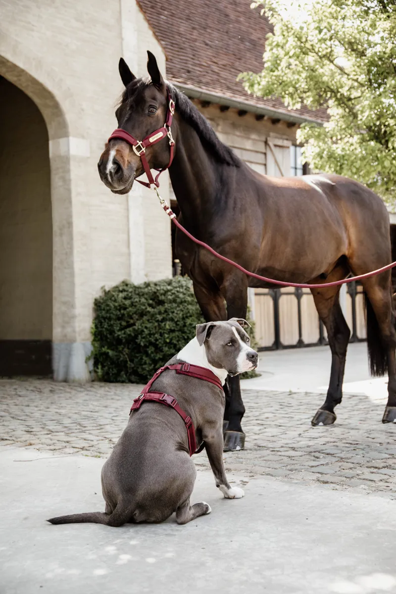 Kentucky Horsewear Velvet Halter Bordeaux-4
