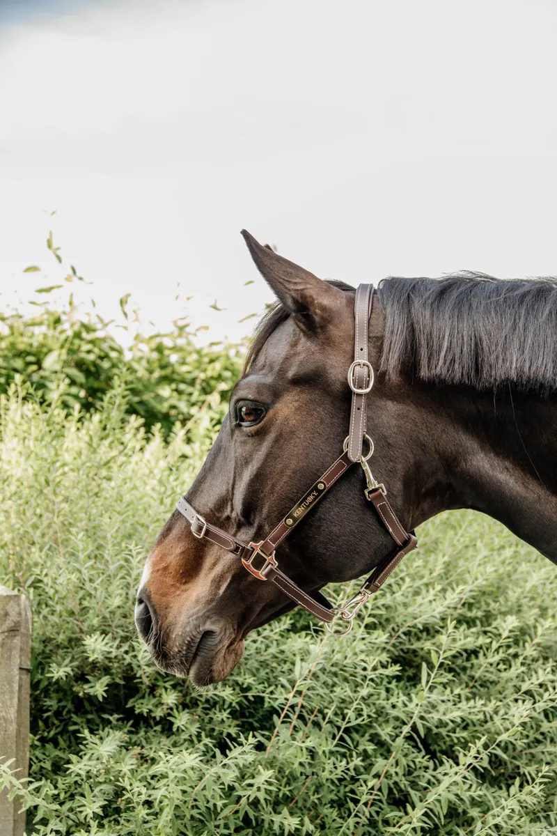 Kentucky Horsewear Leather Halter Flexible Brown-3