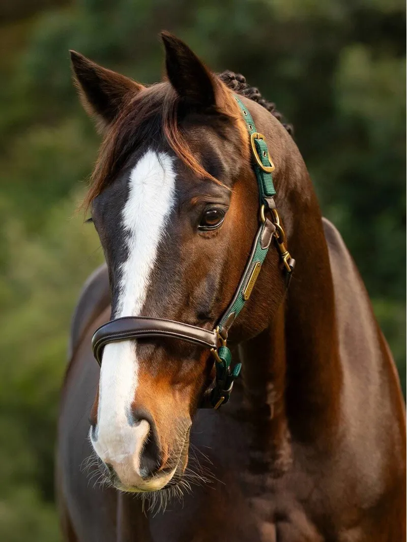 LeMieux Capella Headcollar Spruce-2