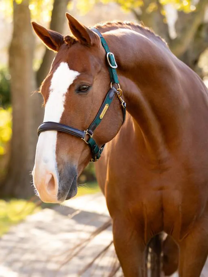 LeMieux Capella Headcollar Spruce-1