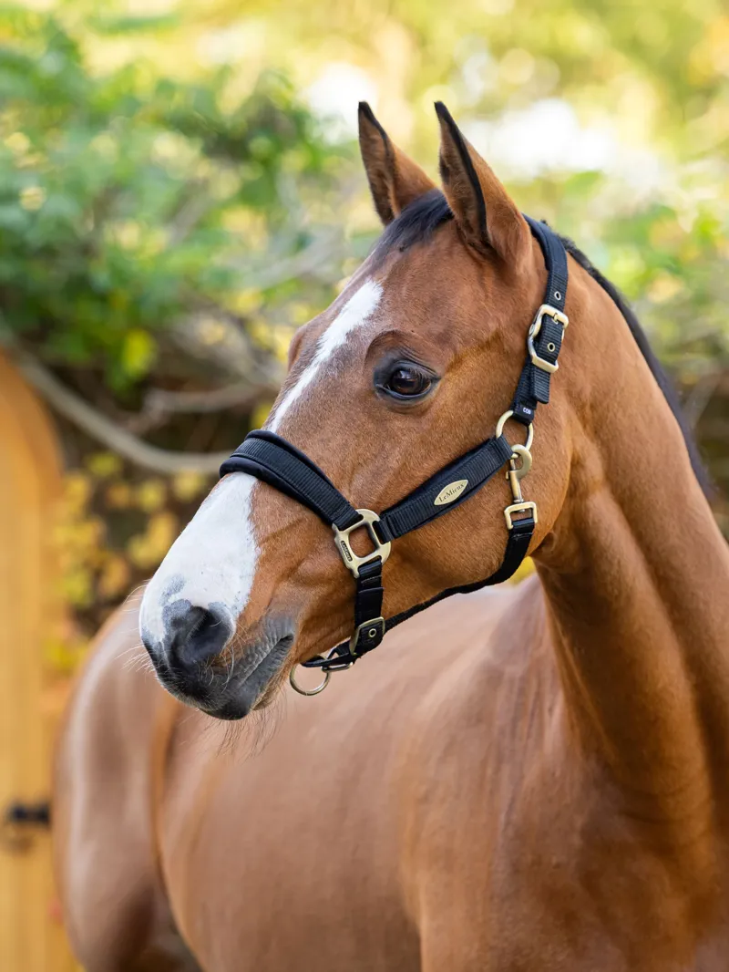 LeMieux Versailles Headcollar Black