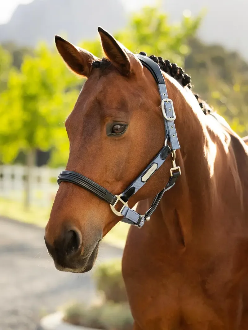 LeMieux Capella Headcollar - Powder Blue-1