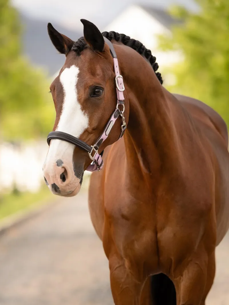 LeMieux Capella Headcollar - Fondant-1