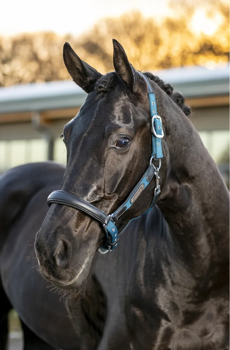 LeMieux Capella Headcollar Marine