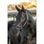 LeMieux Capella Headcollar Marine