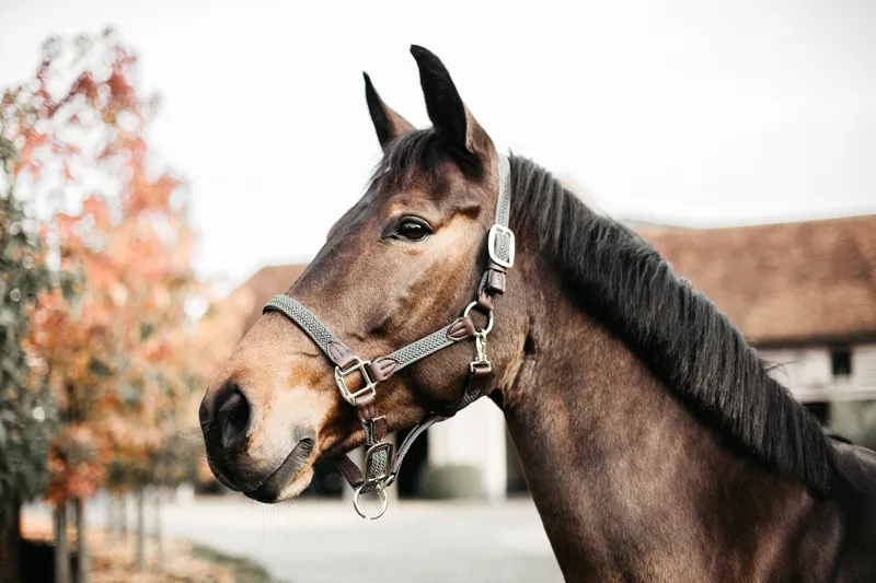 Kentucky Horsewear Plaited Nylon Halter Grey