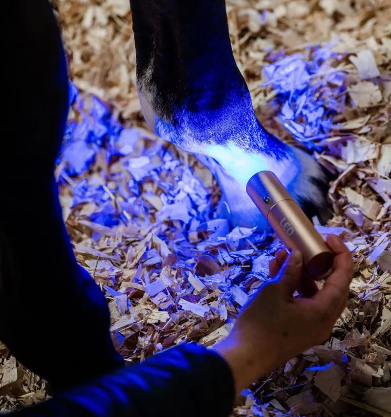 Horseware LED Red Light Therapy Wand-5